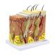Nasco MG21067 Skin Section Model, 3 Dimensions, 70x Enlarged - Right Angle View