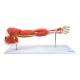 Nasco MG21152 Deluxe Muscles of the Arm Model, 7 Parts - Front View