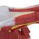 Nasco MG21152 Deluxe Muscles of the Arm Model, 7 Parts - Angle 1