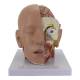 Nasco MG21266 Deluxe Head Model, 4 Parts - Angle 2