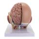 Nasco MG21266 Deluxe Head Model, 4 Parts - Angle 4