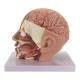Nasco MG21266 Deluxe Head Model, 4 Parts - Angle 3