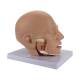 Nasco MG21266 Deluxe Head Model, 4 Parts - Angle 5