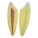 Nasco MG21502 Lower Canine Tooth Model, 2 Parts - Internal Part
