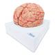Nasco MG21716 Brain with Arteries Model, 2 Parts - Angle 1