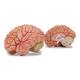 Nasco MG21716 Brain with Arteries Model, 2 Parts - Angle 5