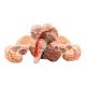 Nasco MG21717 Brain with Arteries Model, 9 Parts - Angle 2