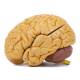 Nasco MG21719 Classic Brain Model, 8 Parts - Angle 3