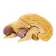 Nasco MG21719 Classic Brain Model, 8 Parts - Angle 2
