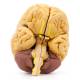 Nasco MG21719 Classic Brain Model, 8 Parts - Angle 4