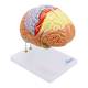 Nasco MG21720 Neuro Brain Model, 1.5x Enlarged, 4 Parts - Angle 1