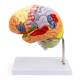 Nasco MG21720 Neuro Brain Model, 1.5x Enlarged, 4 Parts - Angle 2