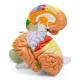 Nasco MG21720 Neuro Brain Model, 1.5x Enlarged, 4 Parts - Angle 3