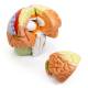 Nasco MG21720 Neuro Brain Model, 1.5x Enlarged, 4 Parts - Angle 4