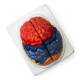 Nasco Neuro Brain Model, 2 Parts - Angle 2