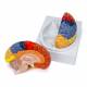 Nasco Neuro Brain Model, 2 Parts - Angle 3