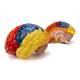 Nasco Neuro Brain Model, 2 Parts - Angle 4