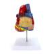 Nasco MG22271 Heart Model, 2x Enlarged, Back View