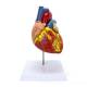 Nasco MG22271 Heart Model, 2x Enlarged