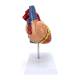 Nasco MG22271 Heart Model, 2x Enlarged, Left Side View