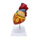 Nasco MG22271 Heart Model, 2x Enlarged, Right Side View