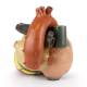 Nasco MG22272 Heart Model, 3x Enlarged, Back View