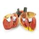 Nasco MG22272 Heart Model, 3x Enlarged, Disassembled Detailed View