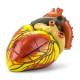 Nasco MG22272 Heart Model, 3x Enlarged, Front View