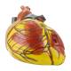 Nasco MG22272 Heart Model, 3x Enlarged, Right Side View