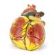 Nasco MG22272 Heart Model, 3x Enlarged, Top Front Center View