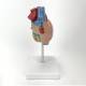 Nasco MG22274 Classic Heart with Ventricular Hypertrophy Model, Back View