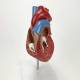 Nasco MG22274 Classic Heart with Ventricular Hypertrophy Model, Cross-Section Angle View
