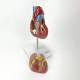 Nasco MG22274 Classic Heart with Ventricular Hypertrophy Model, Disassembled