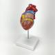 Nasco MG22274 Classic Heart with Ventricular Hypertrophy Model, Left Angle View