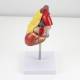 Nasco MG22277 Classic Heart with Thymus Model, Left Side View