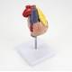 Nasco MG22277 Classic Heart with Thymus Model, Top Angle Back View