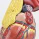 Nasco MG22277 Classic Heart with Thymus Model, Close-up View