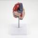 Nasco MG22277 Classic Heart with Thymus Model, Top Angle Back View