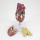Nasco MG22277 Classic Heart with Thymus Model, Disassembled