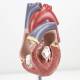 Nasco MG22277 Classic Heart with Thymus Model, Cross-Section View