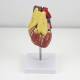 Nasco MG22277 Classic Heart with Thymus Model, Direct Front View