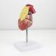 Nasco MG22277 Classic Heart with Thymus Model, Left Angle View