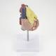 Nasco MG22277 Classic Heart with Thymus Model, Lateral Back View
