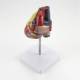 Nasco MG22277 Classic Heart with Thymus Model, Left  Angle Back View