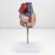 Nasco MG22277 Classic Heart with Thymus Model, Back View