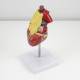 Nasco MG22277 Classic Heart with Thymus Model, Top Left Angle View