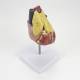 Nasco MG22277 Classic Heart with Thymus Model, Top Right Angle View