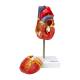 Nasco MG22278 Classic Heart Model, Disassembled