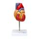 Nasco MG22278 Classic Heart Model