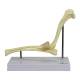 Nasco MG22287 Canine Elbow Model - Angle 1